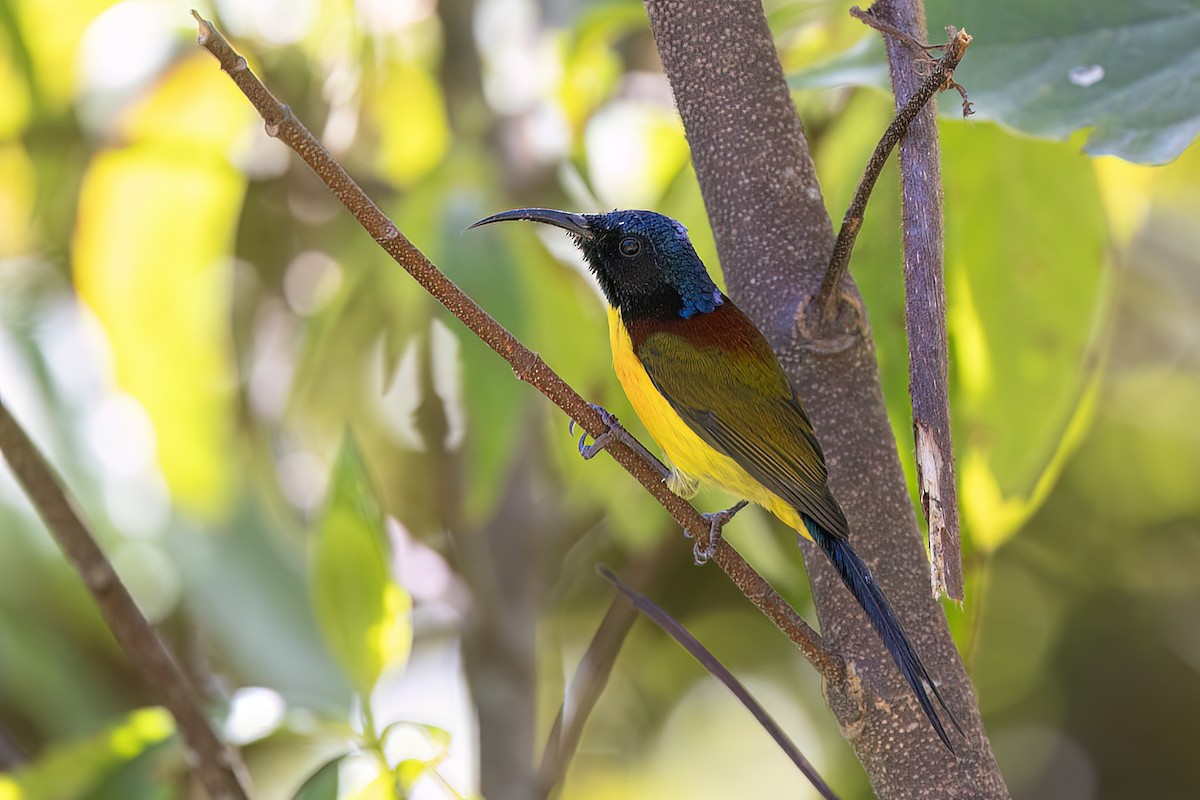 Green-tailed Sunbird - ML646440288