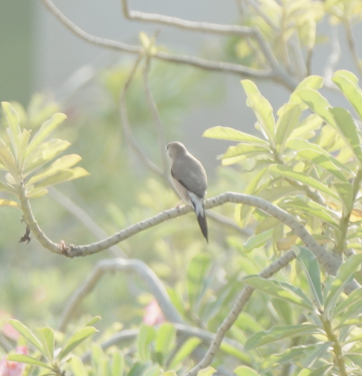 Indian Silverbill - ML646440290