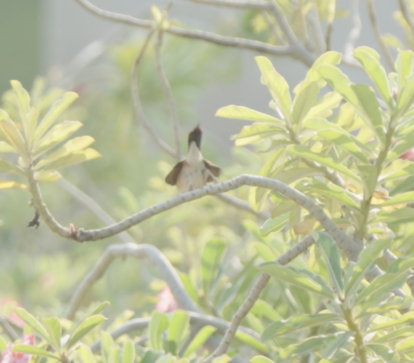 Indian Silverbill - ML646440291
