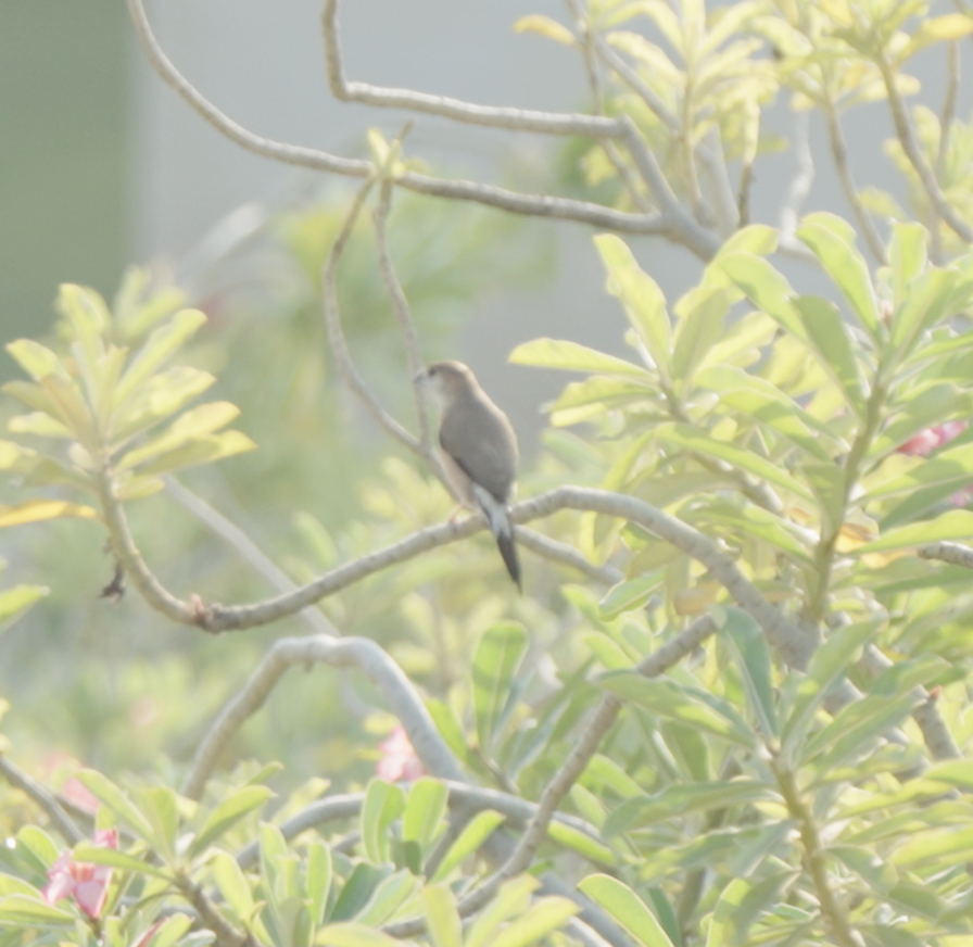 Indian Silverbill - ML646440292