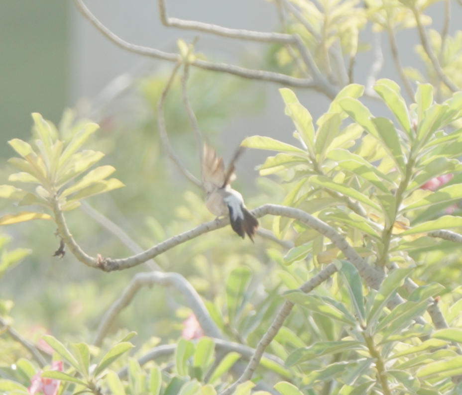 Indian Silverbill - ML646440293