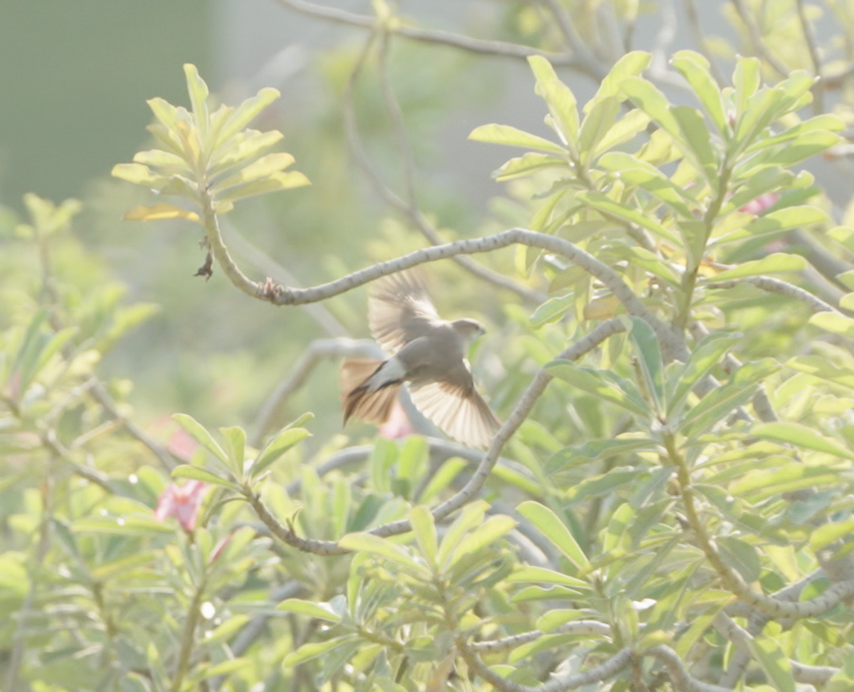 Indian Silverbill - ML646440294