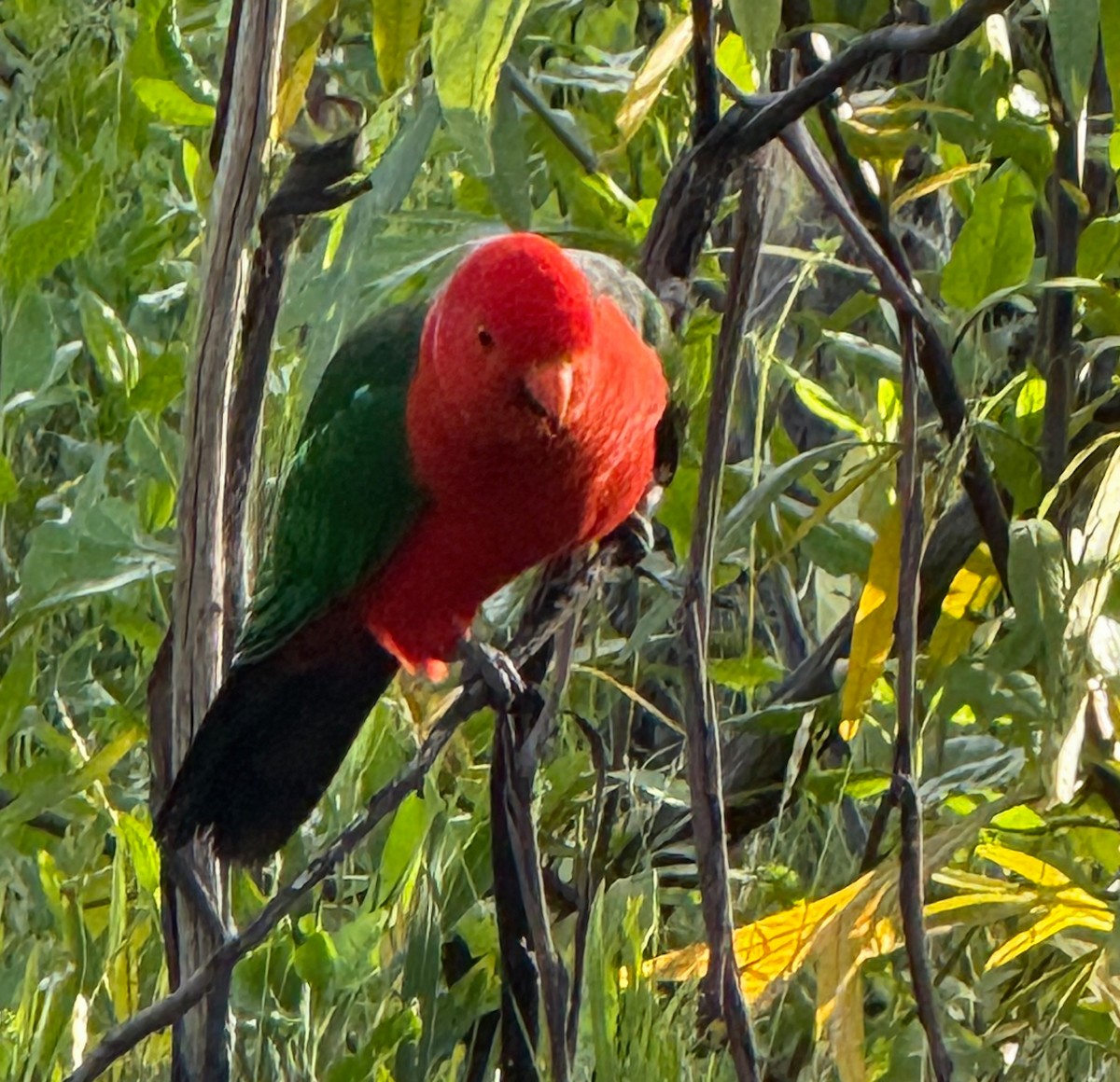 kongeparakitt - ML646440295