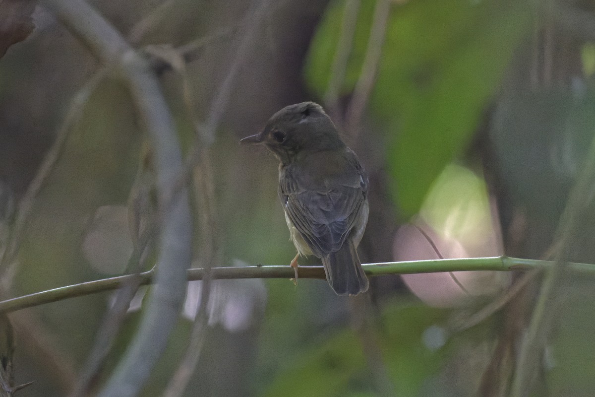 Gobemouche à poitrine brune - ML646440297