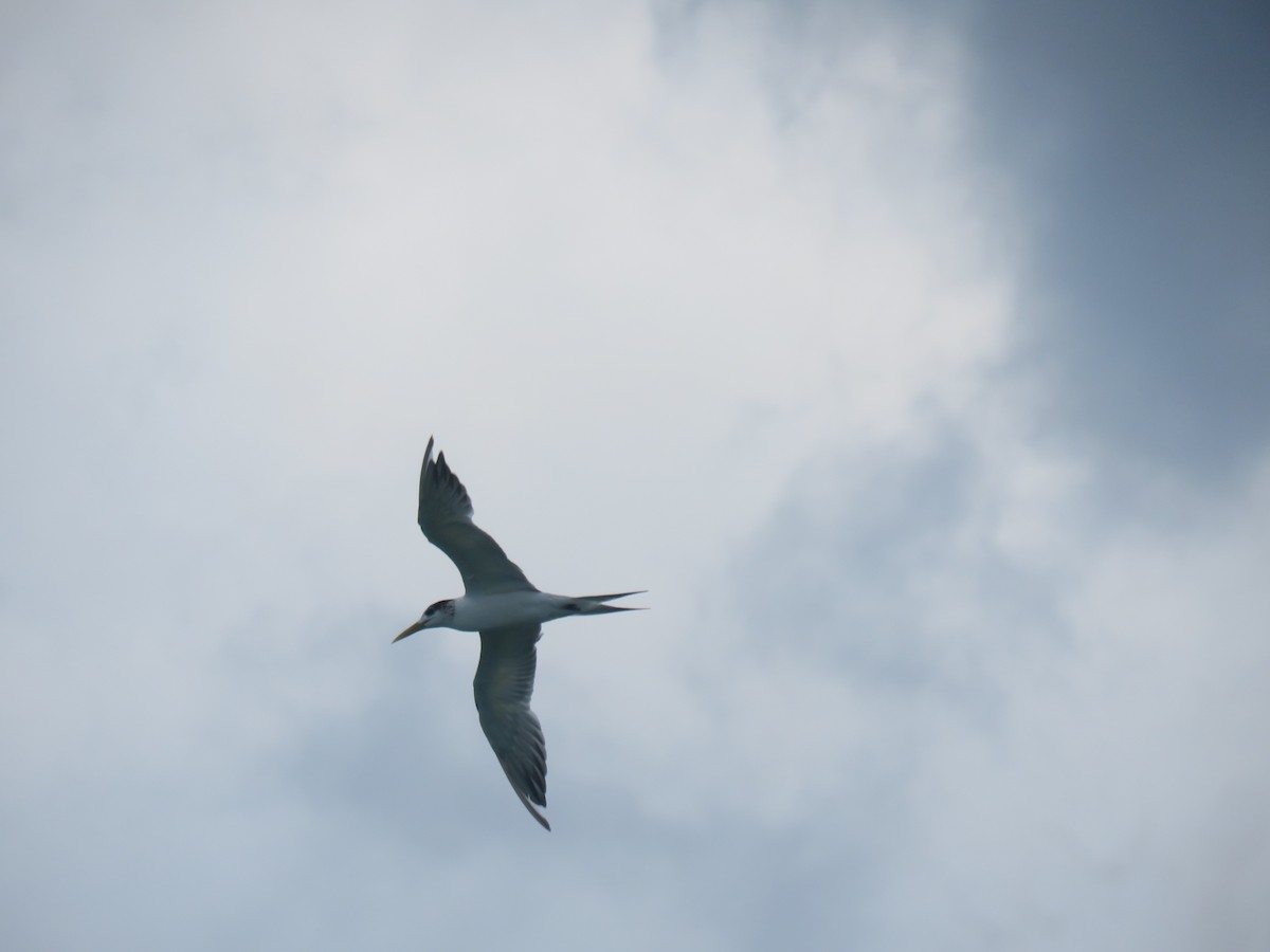 Great Crested Tern - ML646440306