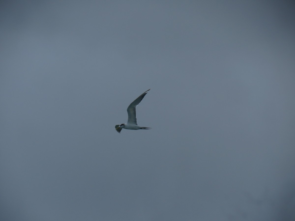 Great Crested Tern - ML646440307