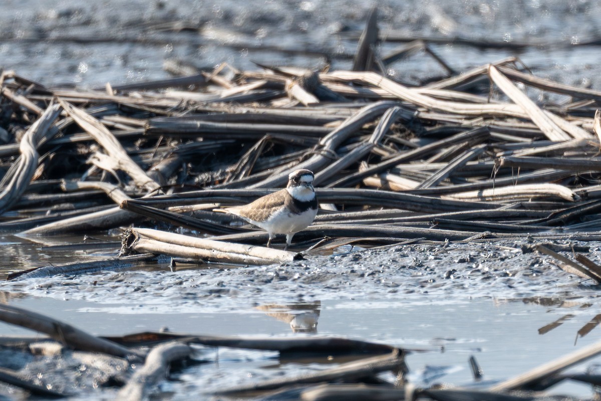 Long-billed Plover - ML646440308