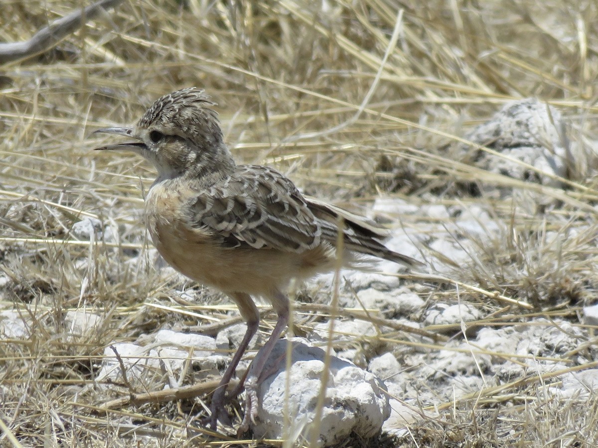 Spike-heeled Lark - ML646440309