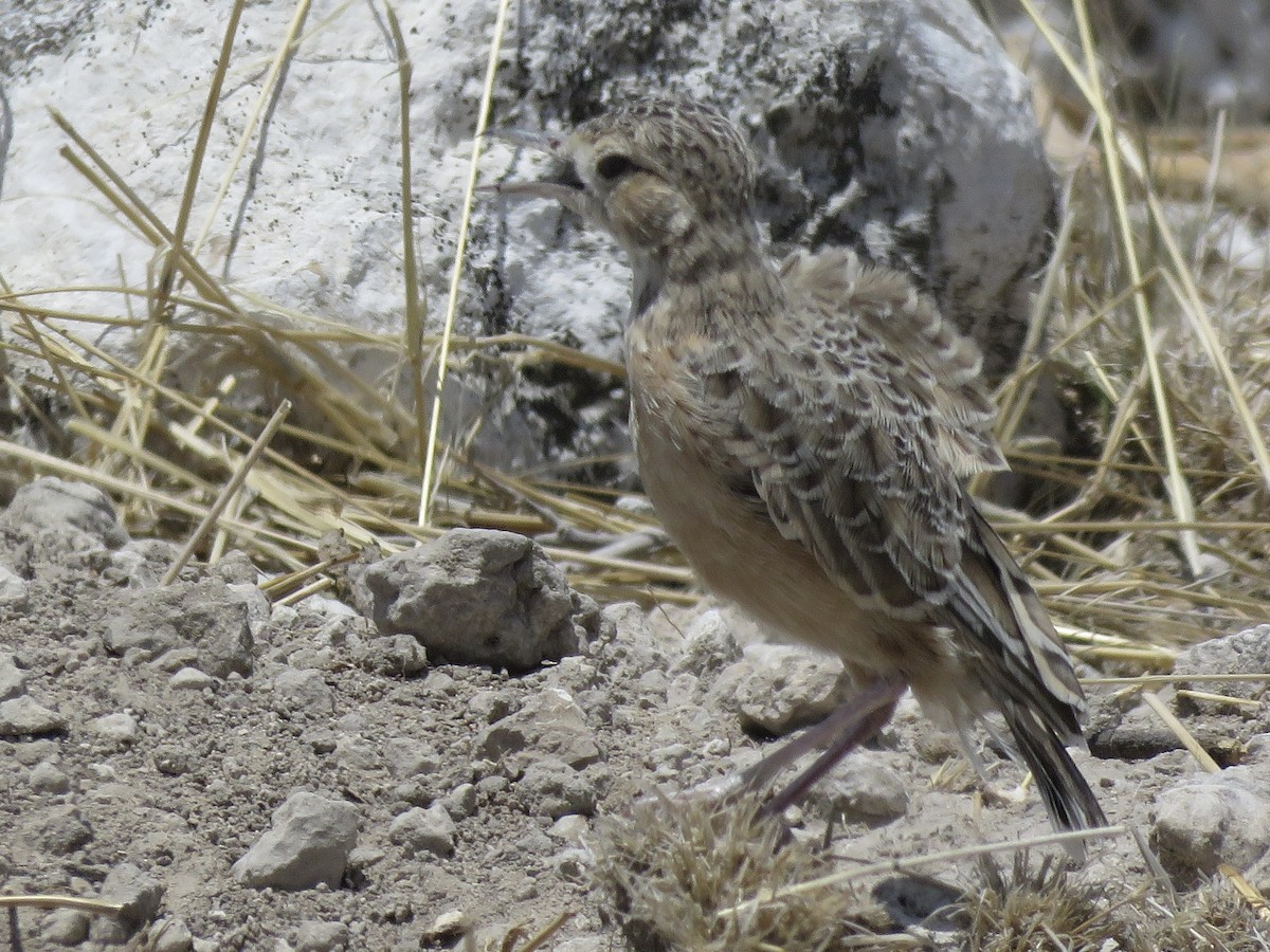 Spike-heeled Lark - ML646440310