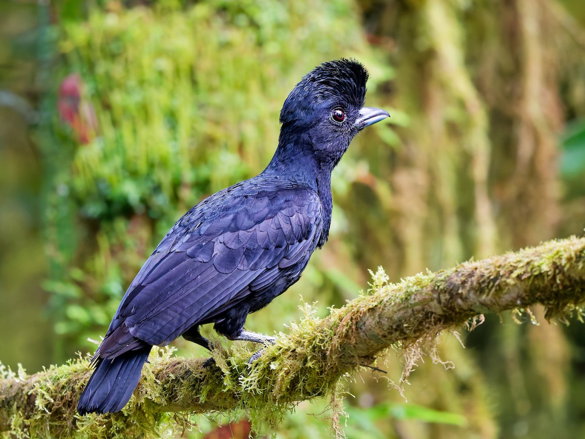 Long-wattled Umbrellabird - ML646440313