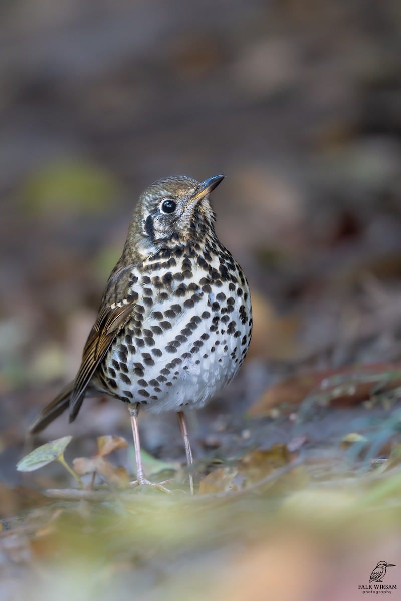 Chinese Thrush - ML646440314