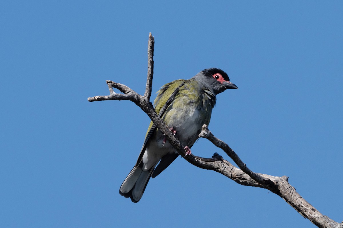Australasian Figbird - ML646440315