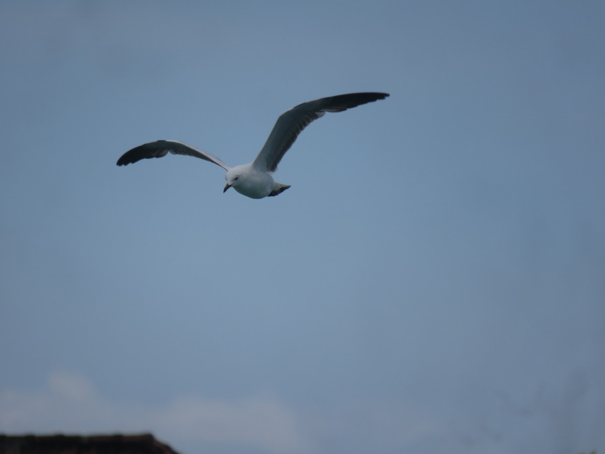 Silver Gull - ML646440317