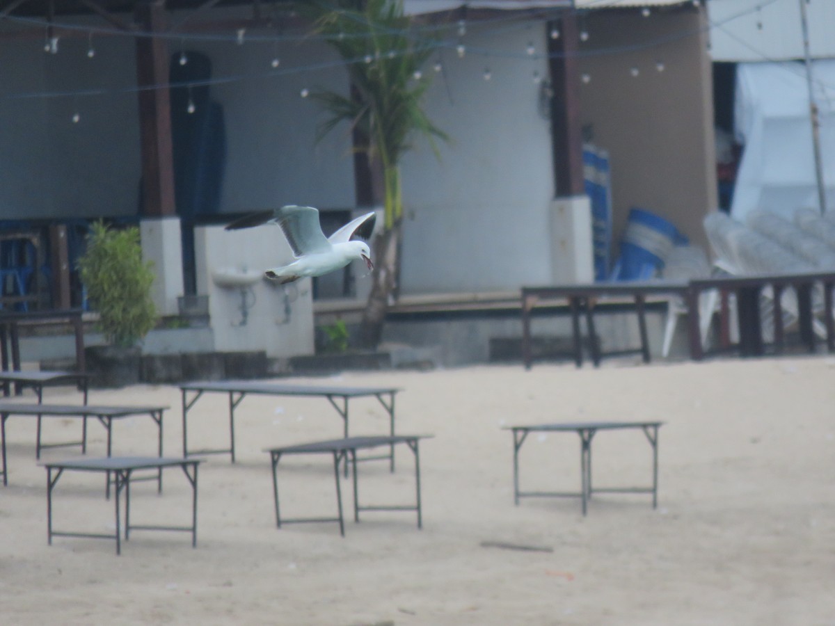 Silver Gull - ML646440319