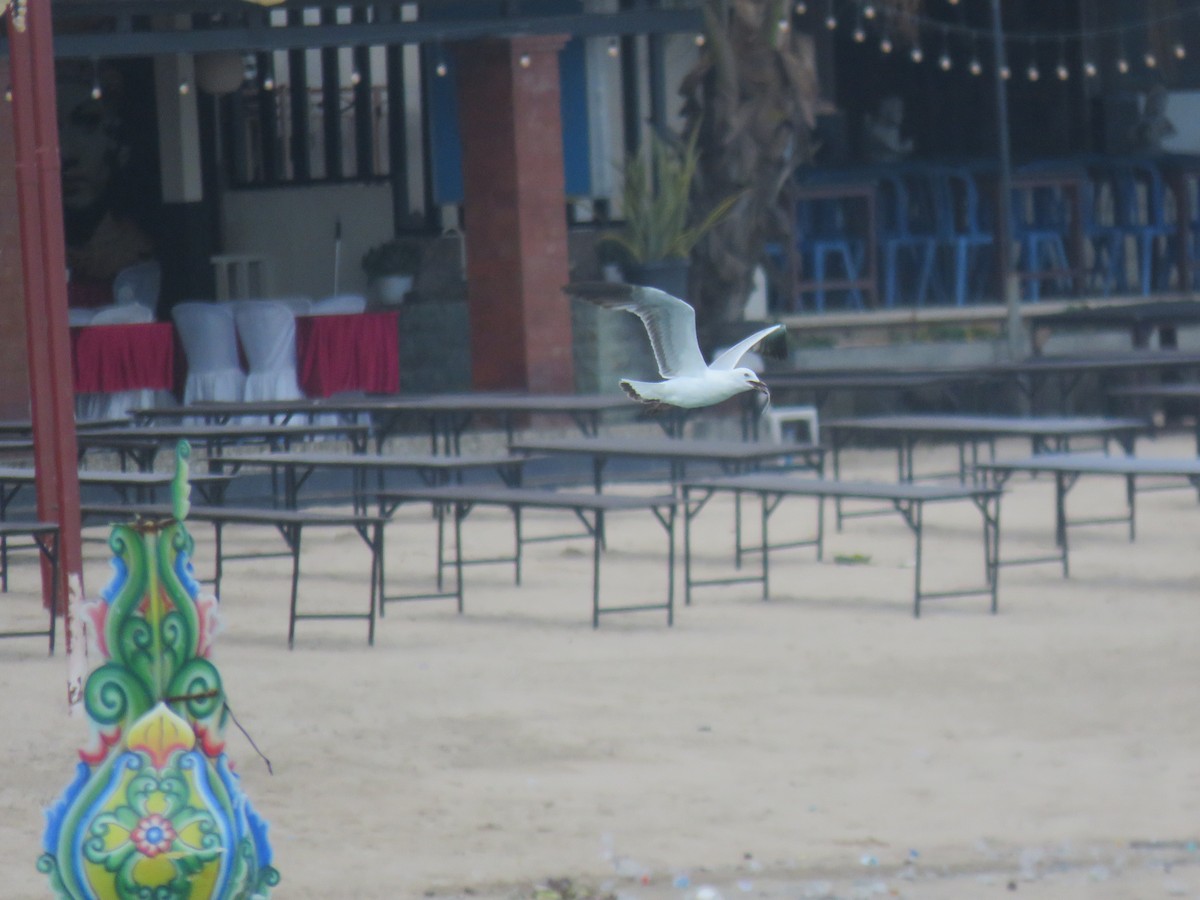 Silver Gull - ML646440320