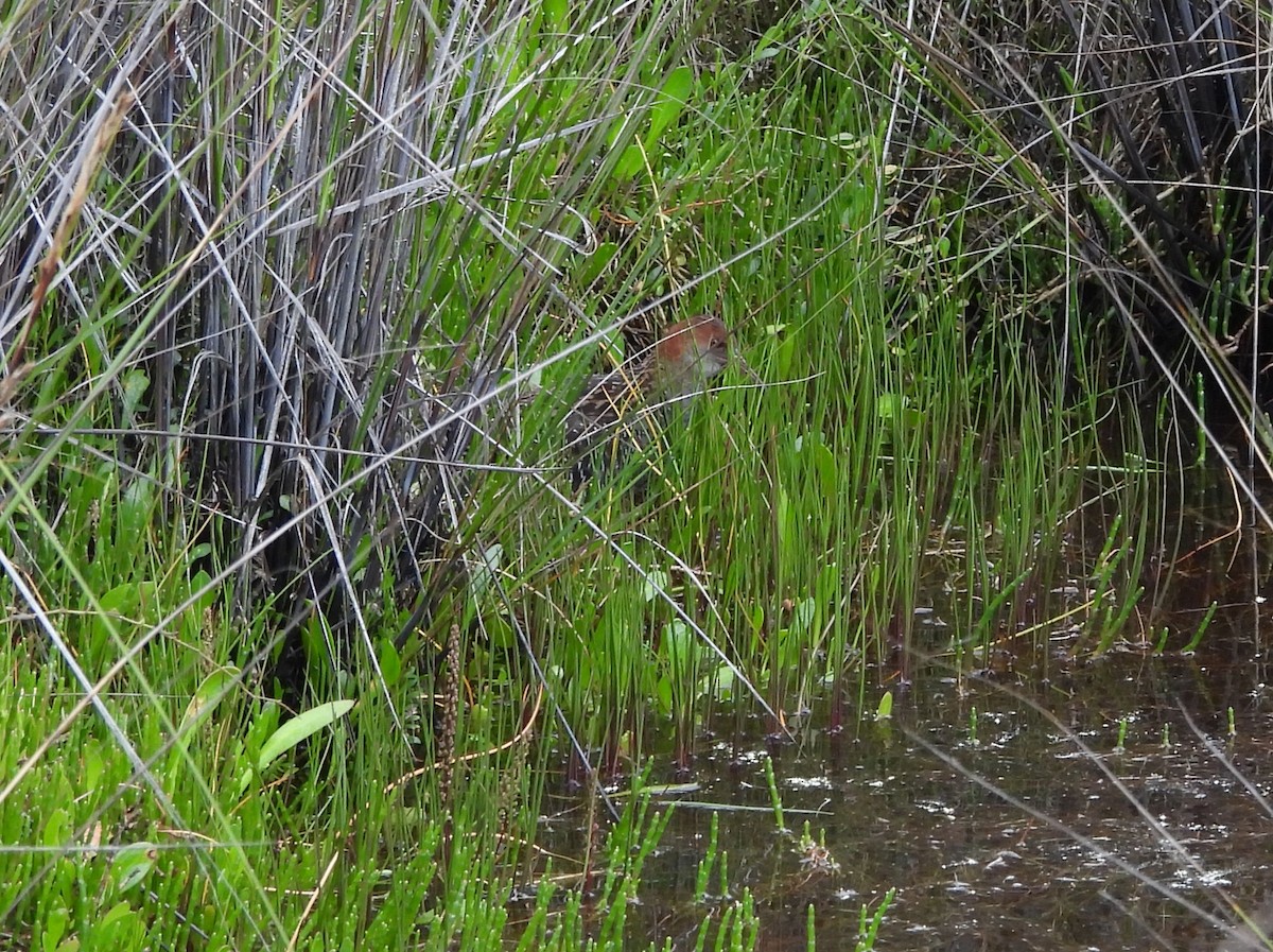 Lewin's Rail - ML646440321