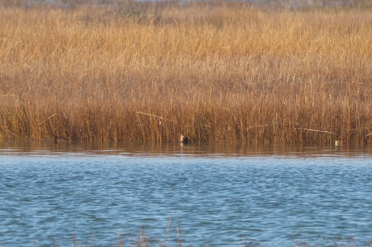 Ridgway's Rail - ML646440325