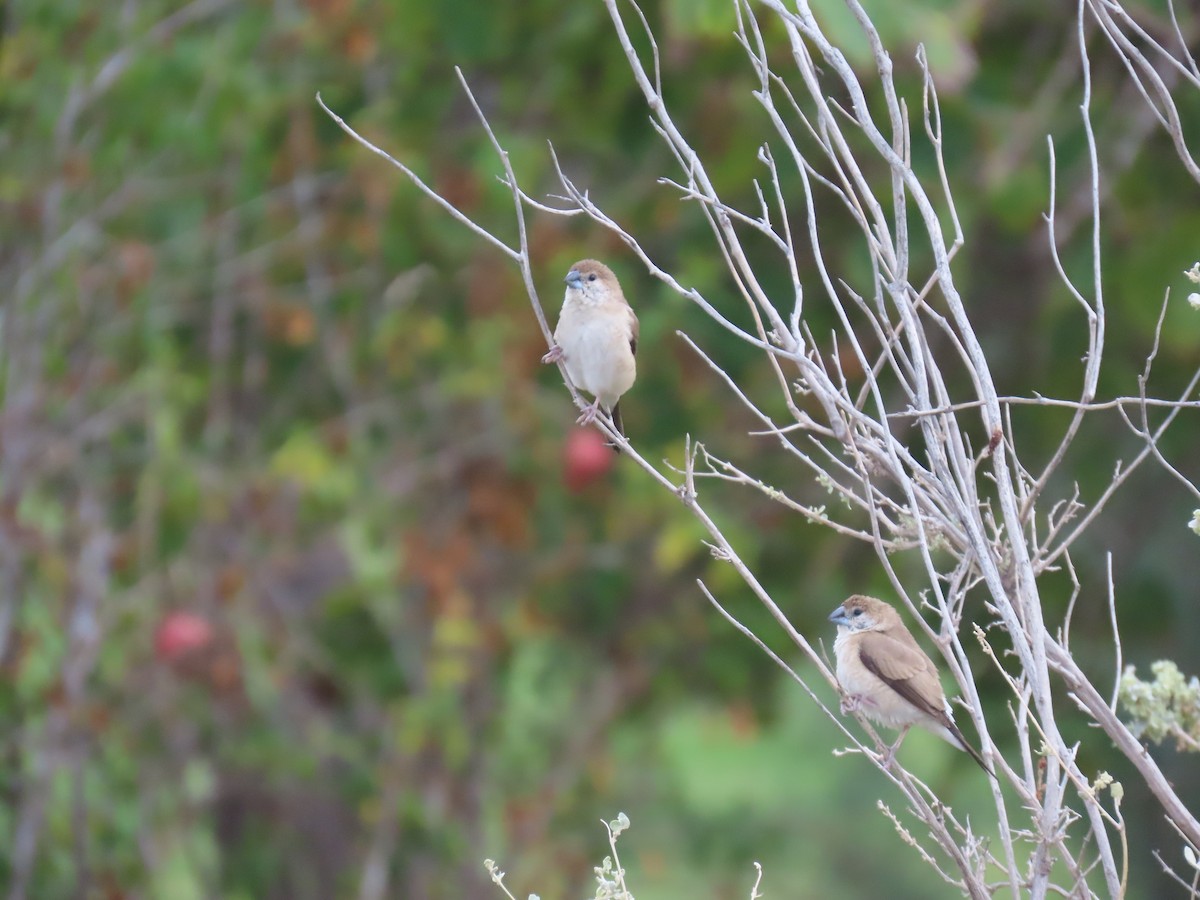 Indian Silverbill - ML646440326