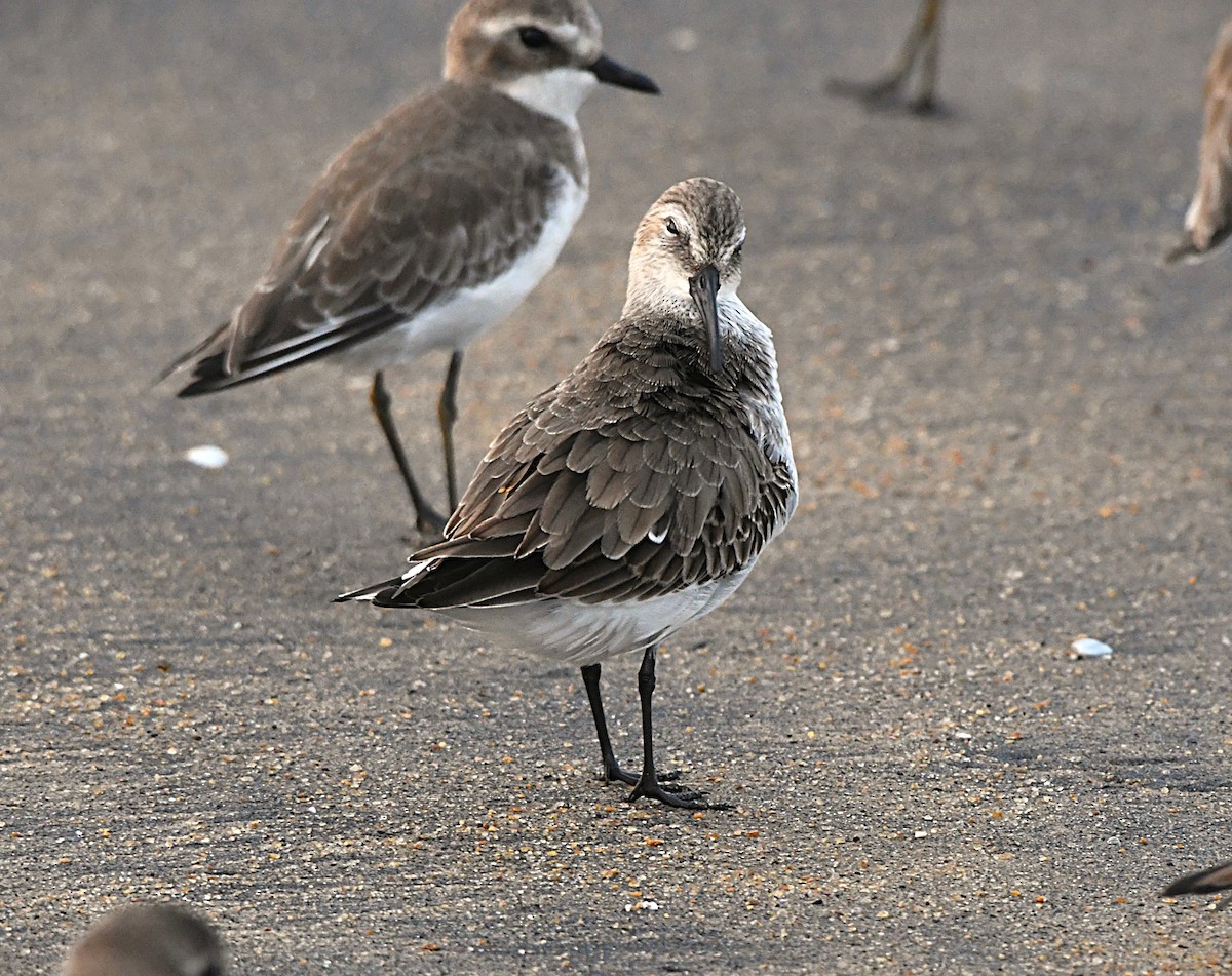 Хар элсэг - ML646440327