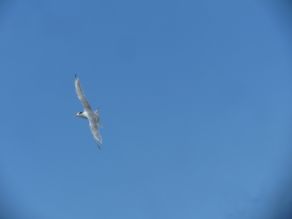 Sterna di Rueppell - ML646440328