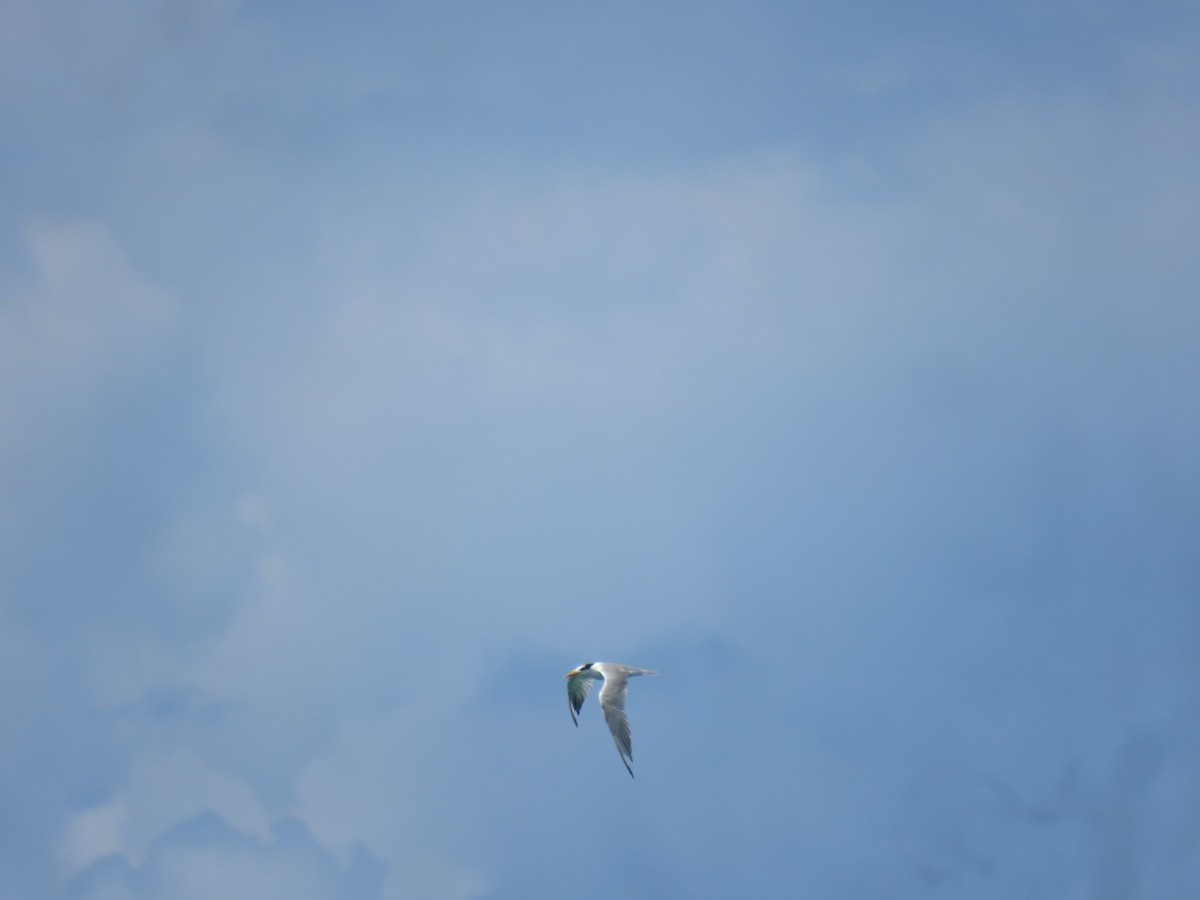 Sterna di Rueppell - ML646440329