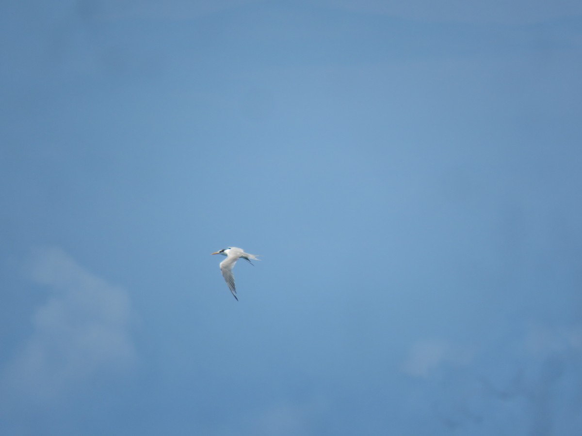 Sterna di Rueppell - ML646440330