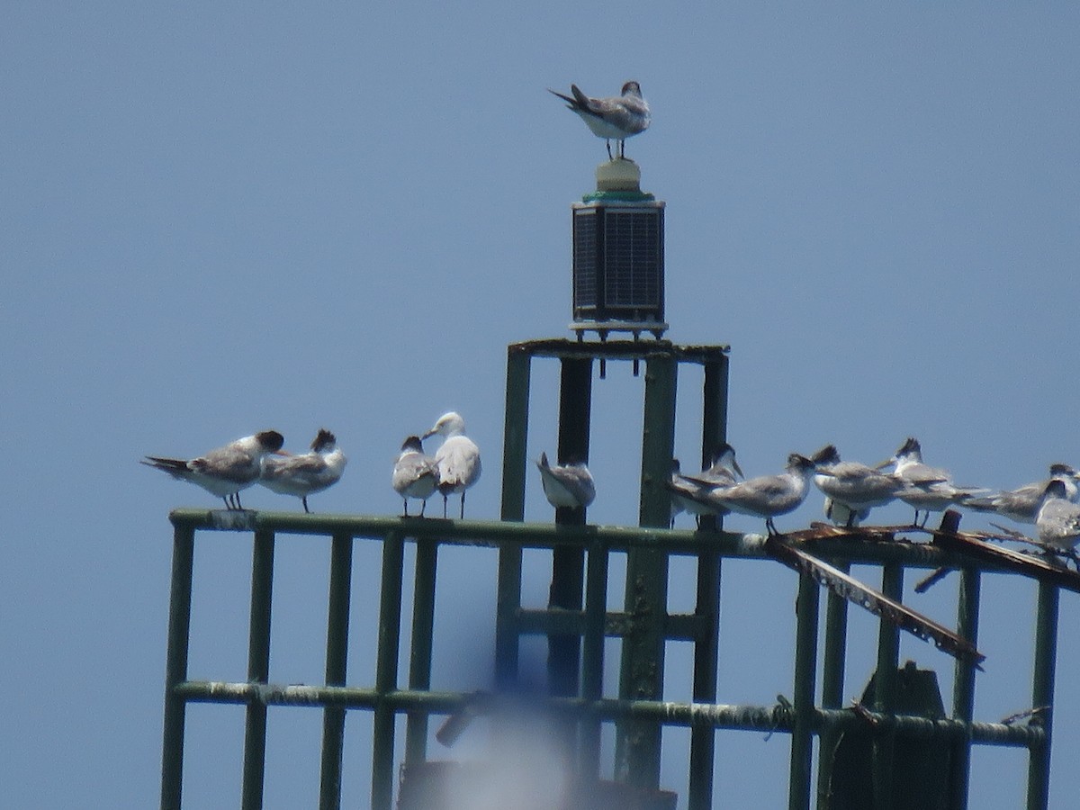 Sterna di Rueppell - ML646440331