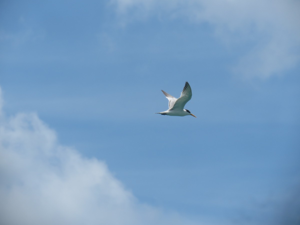 Sterna di Rueppell - ML646440332