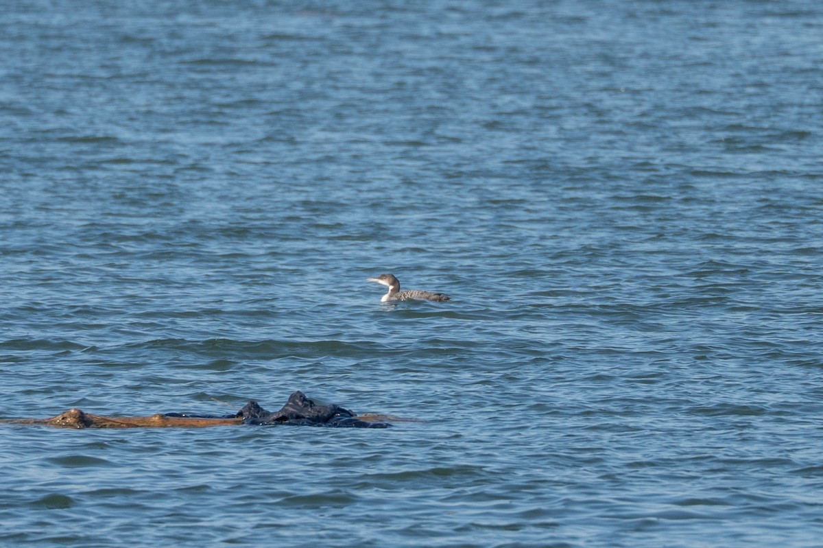 Common Loon - ML646440338