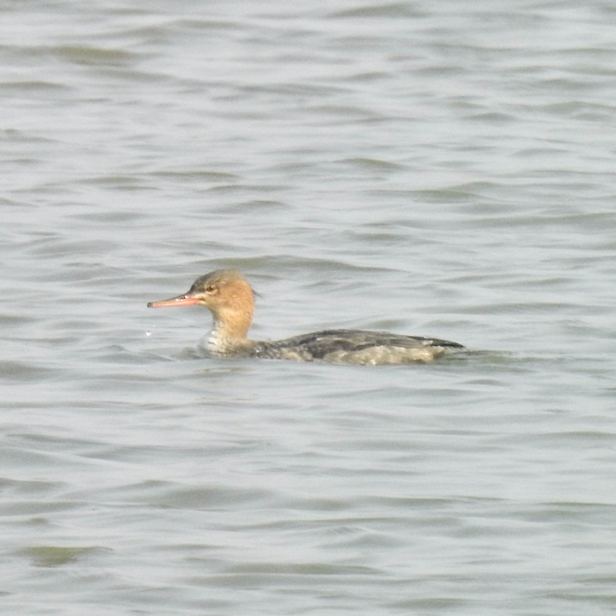 Red-breasted Merganser - ML646440339