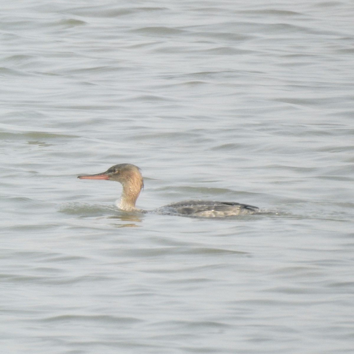 Red-breasted Merganser - ML646440340