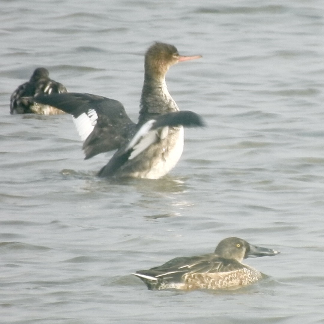 Red-breasted Merganser - ML646440341