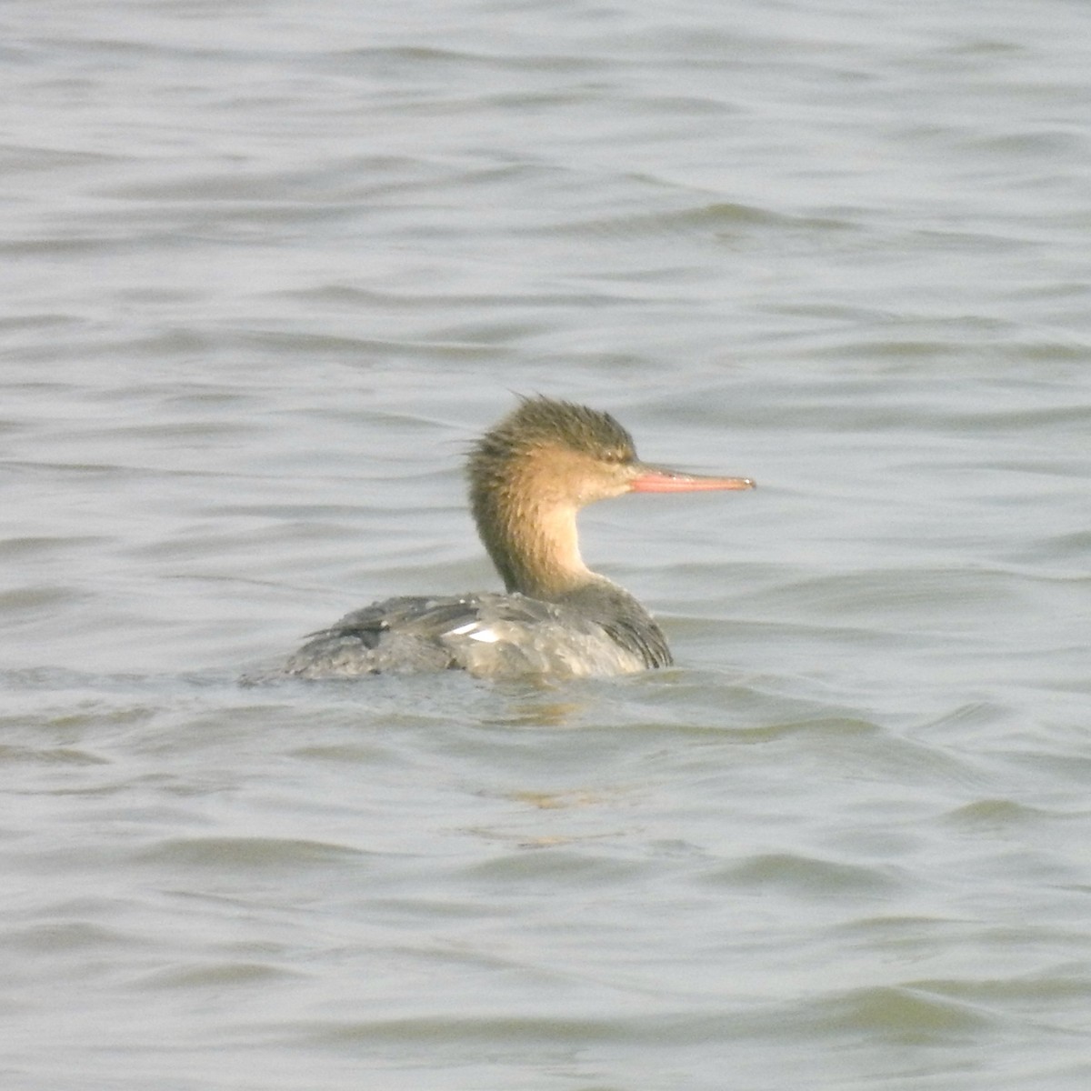 Red-breasted Merganser - ML646440342