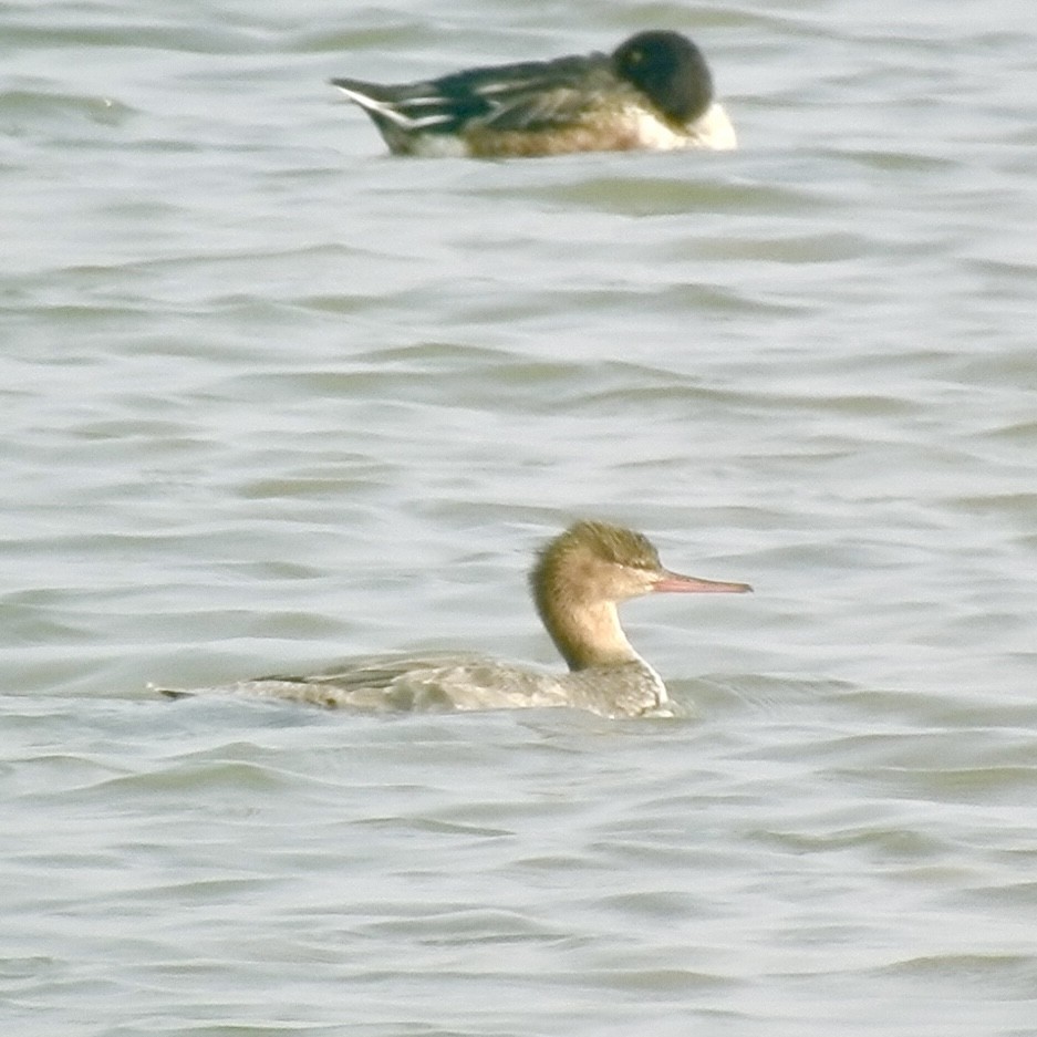 Red-breasted Merganser - ML646440343