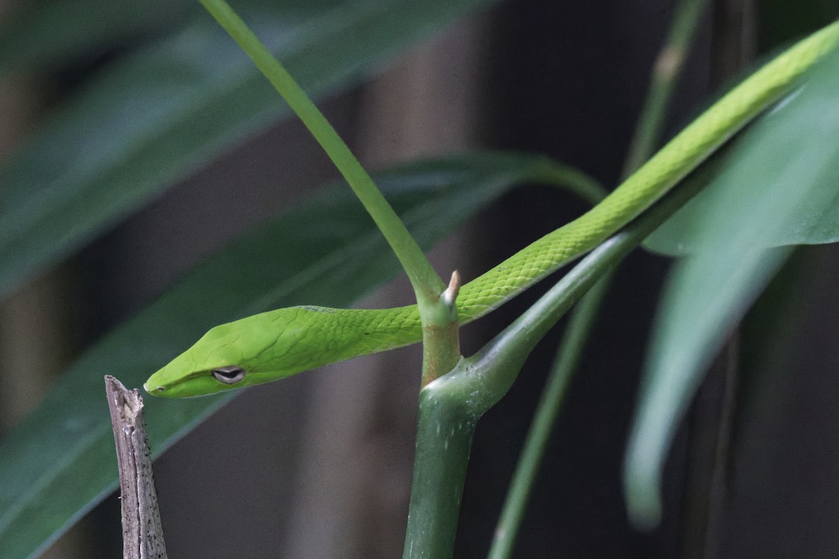 Serpent-liane oriental - ML646440345