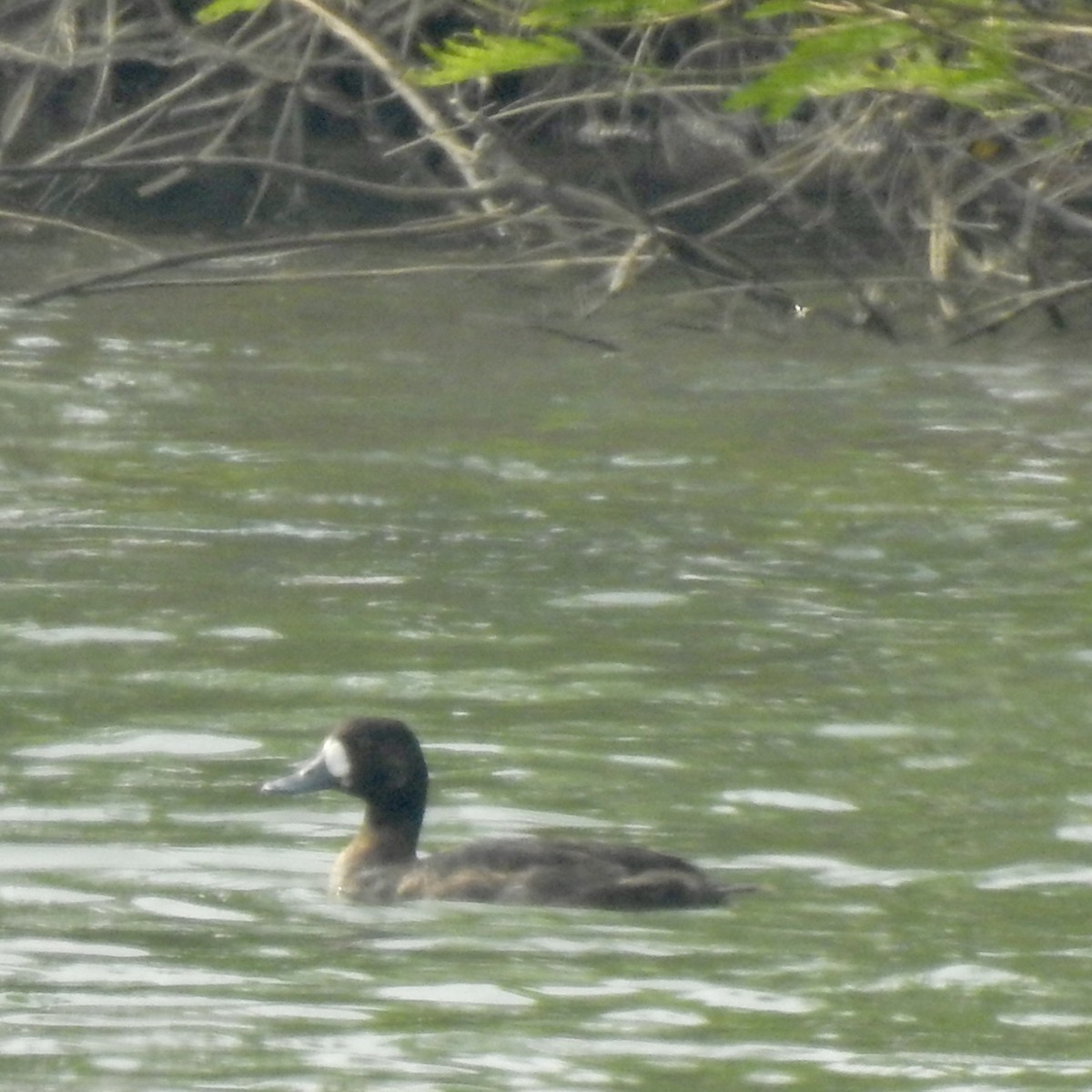 Greater Scaup - ML646440346