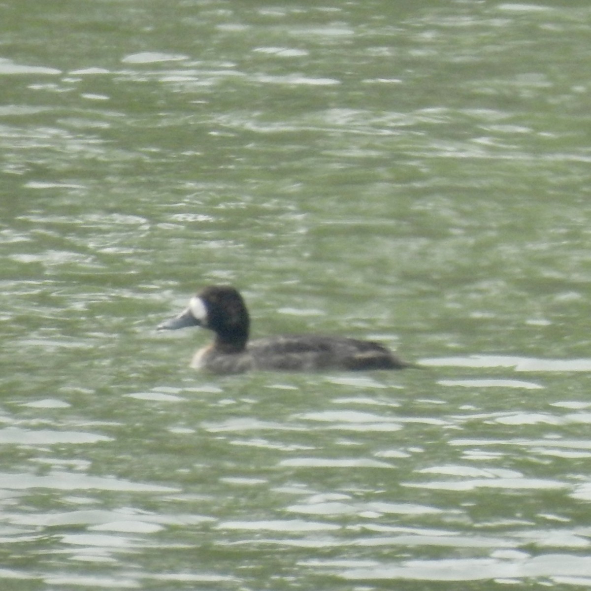 Greater Scaup - ML646440347