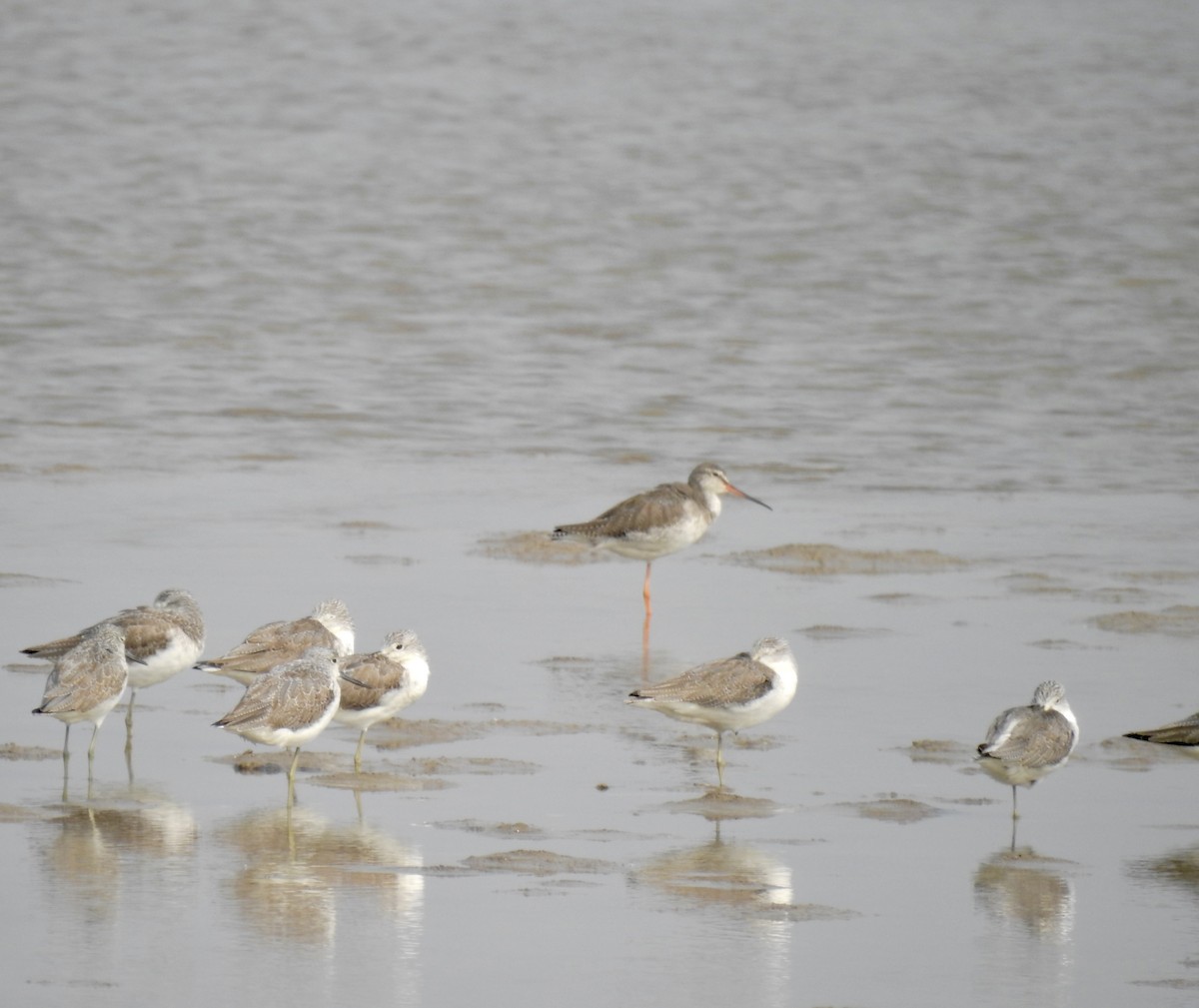 Spotted Redshank - ML646440350