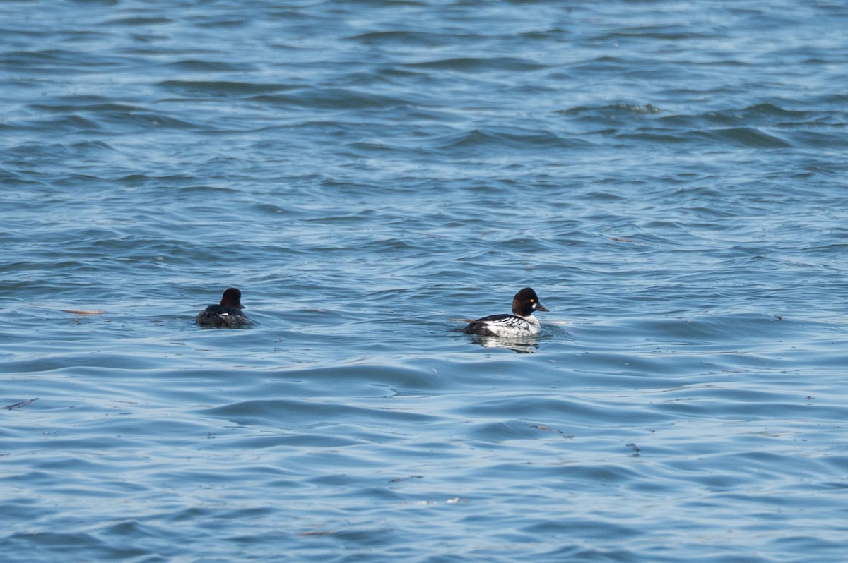 鵲鴨 - ML646440351