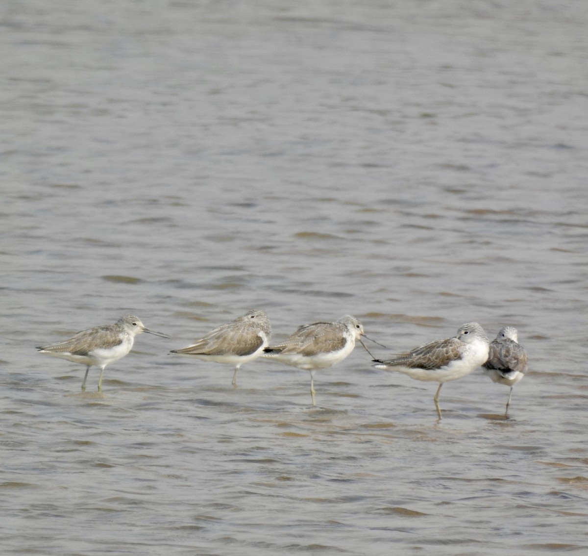Common Greenshank - ML646440352