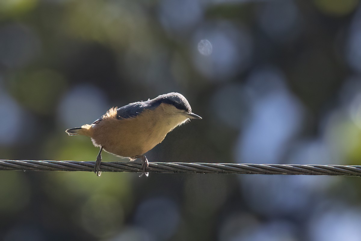 White-tailed Nuthatch - ML646440353