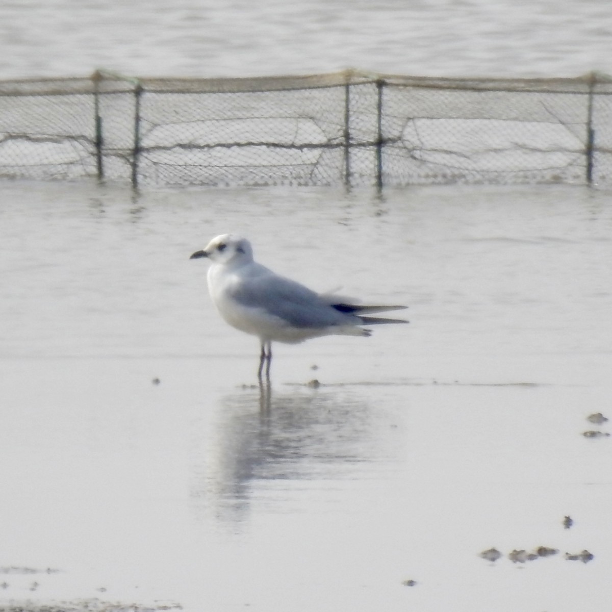 Saunders's Gull - ML646440354