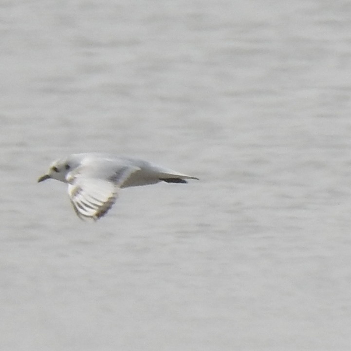 Saunders's Gull - ML646440355