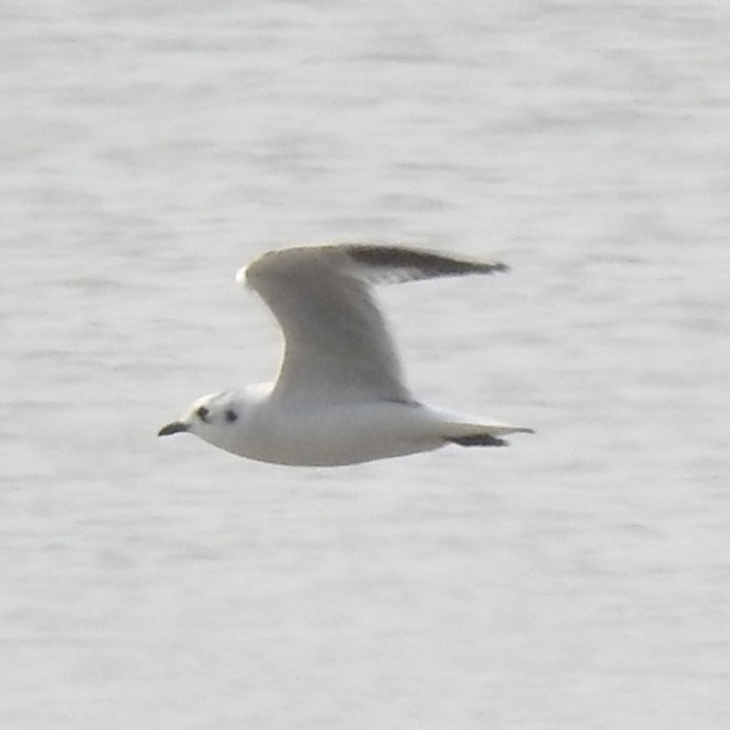 Saunders's Gull - ML646440356