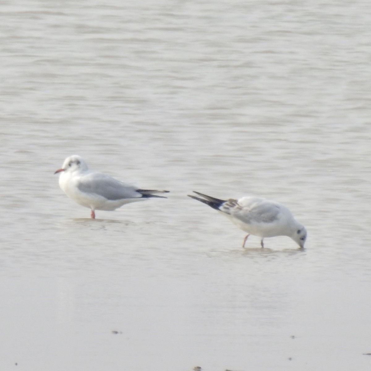 Black-headed Gull - ML646440358