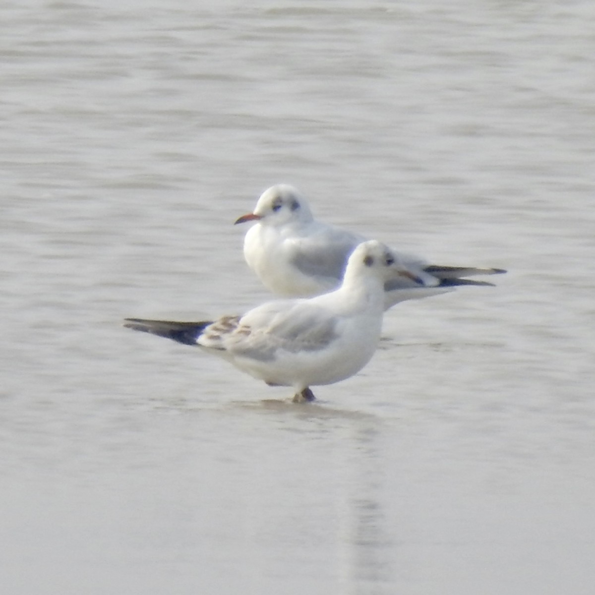 Black-headed Gull - ML646440359