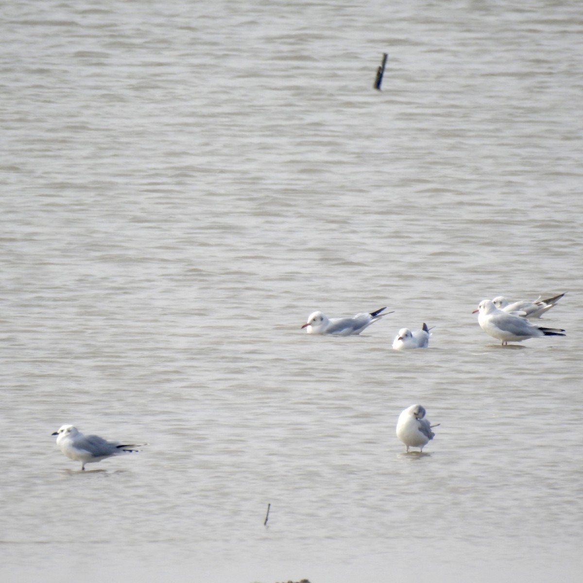 Black-headed Gull - ML646440360