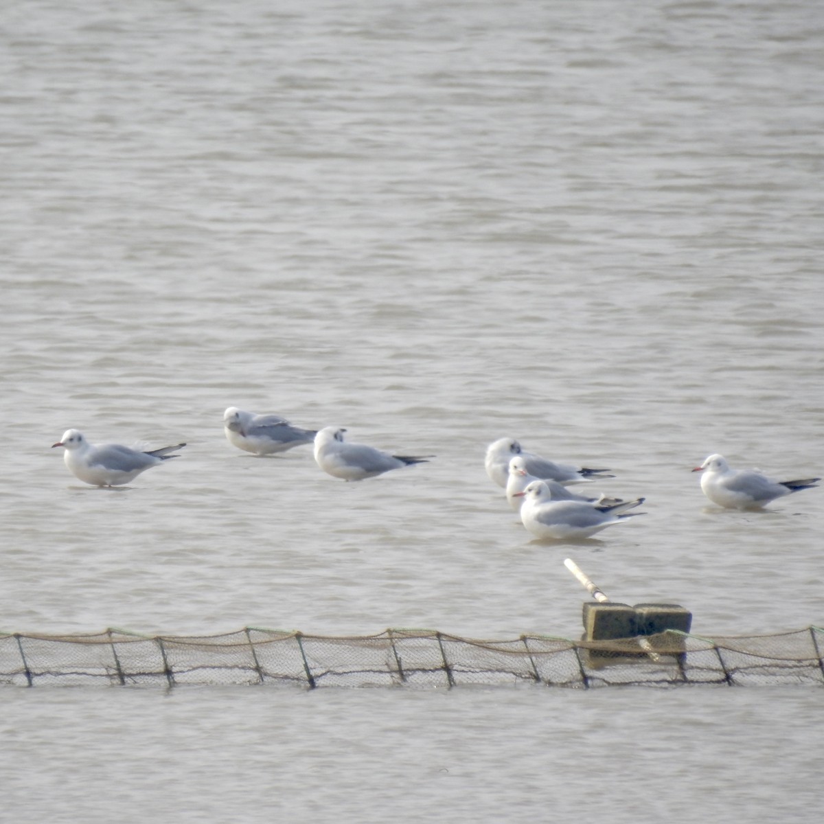 Black-headed Gull - ML646440361