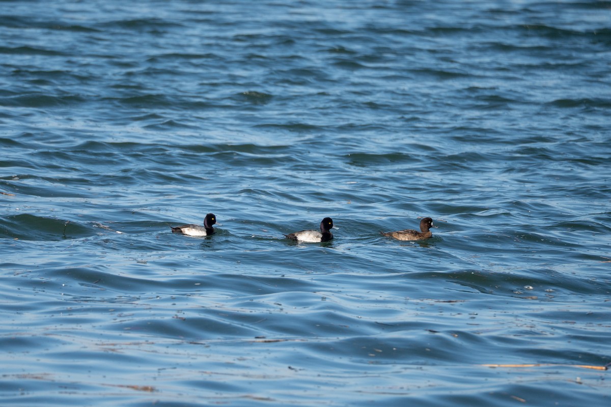 小斑背潛鴨 - ML646440362