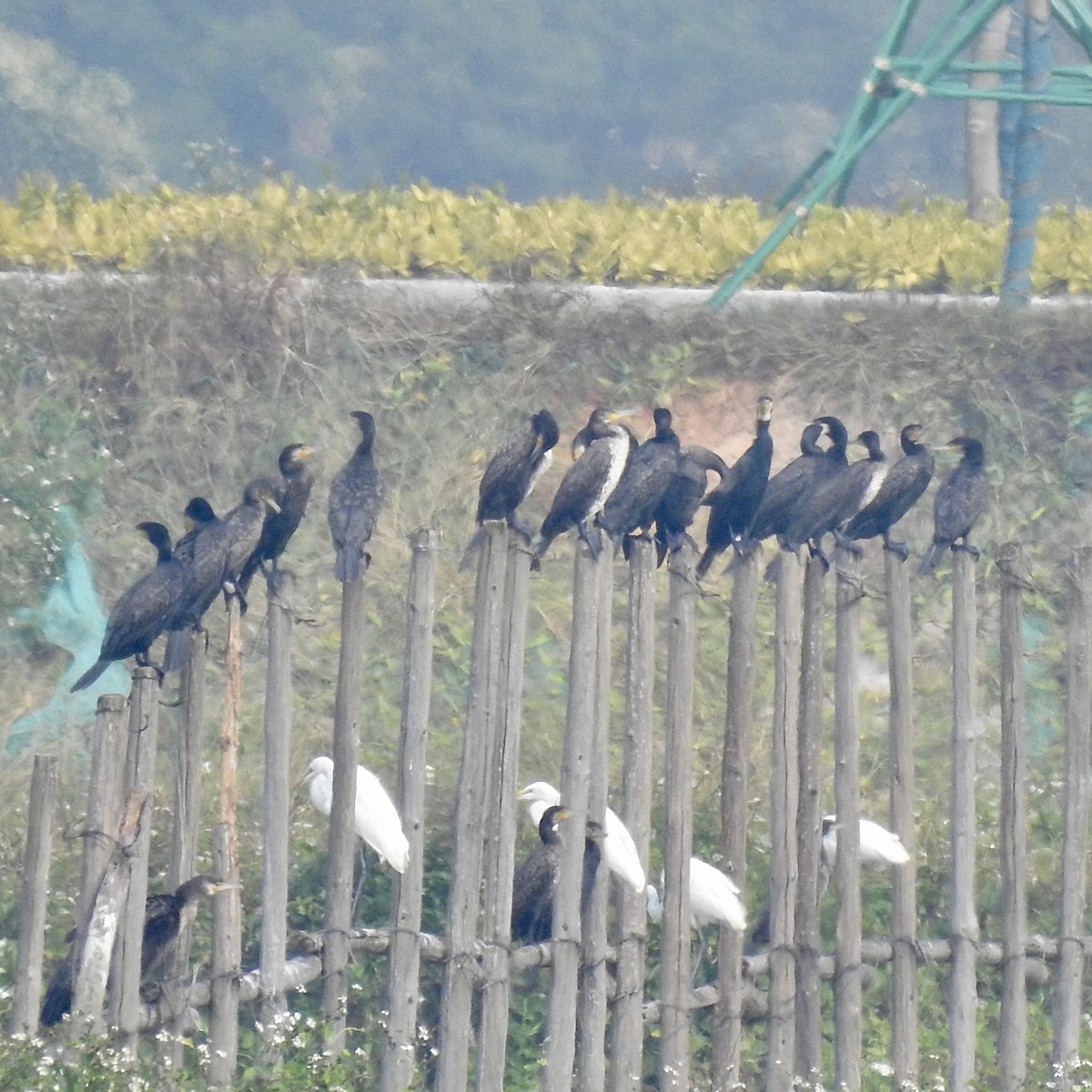 Great Cormorant - ML646440363